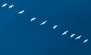 migraciones web